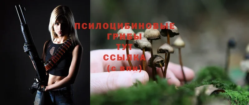 Псилоцибиновые грибы Psilocybine cubensis  Сельцо 